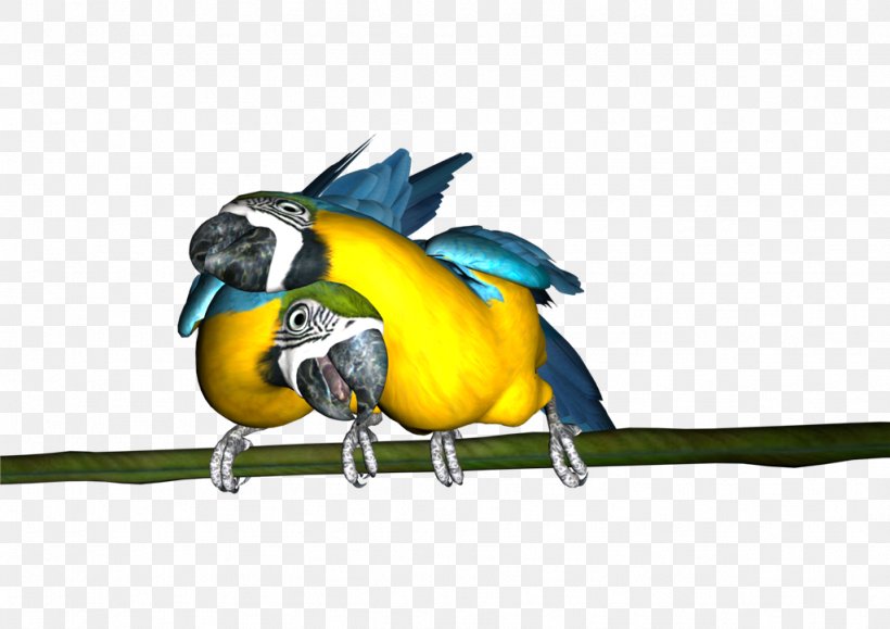 Macaw Parakeet Feather Beak Fauna, PNG, 1024x724px, Macaw, Beak, Bird, Common Pet Parakeet, Fauna Download Free