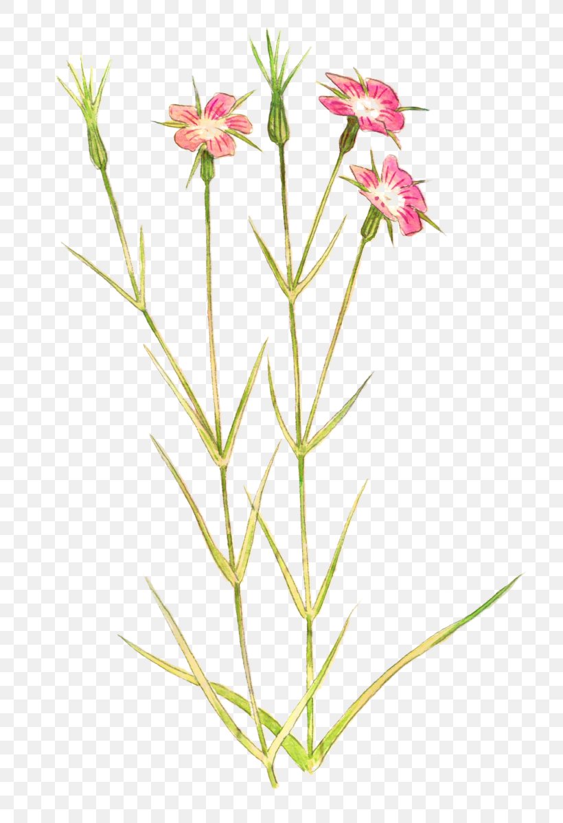 Petal Plant Stem Cut Flowers Herbaceous Plant Plants, PNG, 801x1200px, Petal, Botany, Centaurium, Cut Flowers, Family Download Free