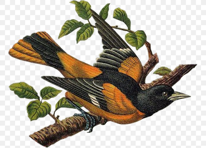 Wren Bird Victorian Era Bokmärke, PNG, 756x589px, Wren, American Robin, Beak, Bird, Cuckoos Download Free