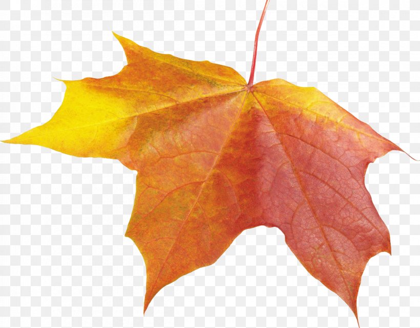 Autumn Leaf Color Autumn Leaf Color, PNG, 1200x940px, Autumn, Autumn Leaf Color, Autumn Leaves, Green, Leaf Download Free