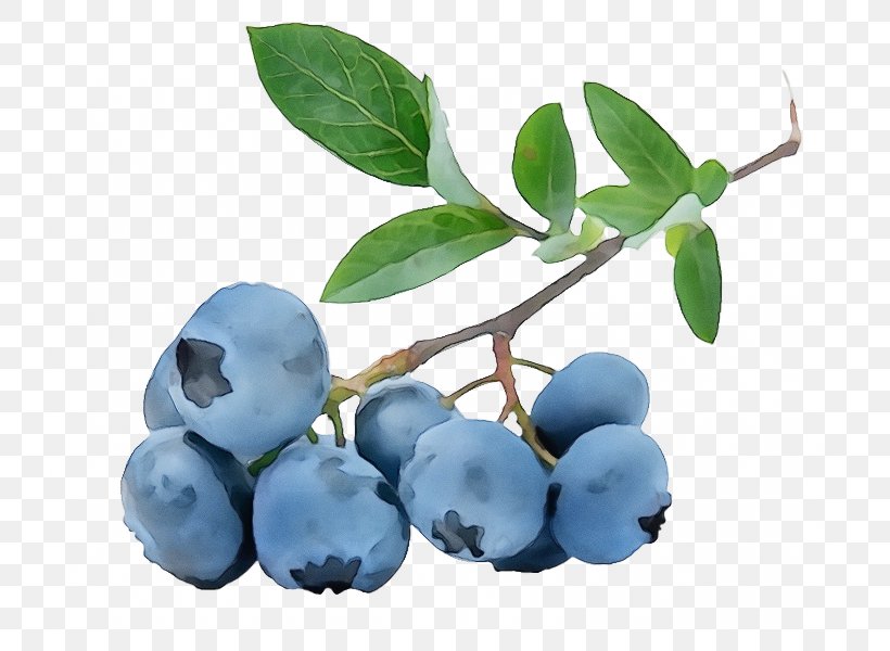 Bilberry Plant Blue Berry Fruit, PNG, 800x600px, Watercolor, Berry, Bilberry, Blue, Blueberry Download Free