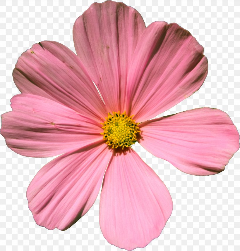 Cosmos Bipinnatus Flower Artist's Portfolio Clip Art, PNG, 2883x3021px, Cosmos Bipinnatus, Annual Plant, Art, Career Portfolio, Cosmos Download Free