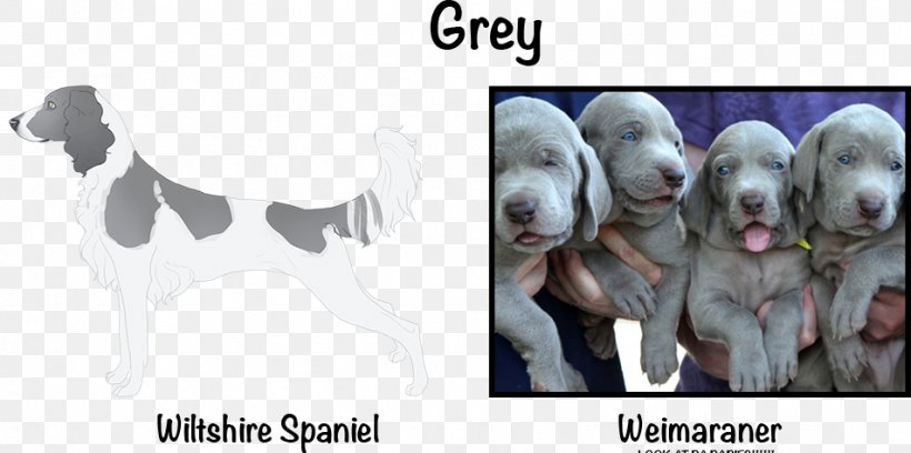 Weimaraner Puppy Dog Breed Sporting Group Snout, PNG, 952x474px, Weimaraner, Breed, Carnivoran, Dog, Dog Breed Download Free