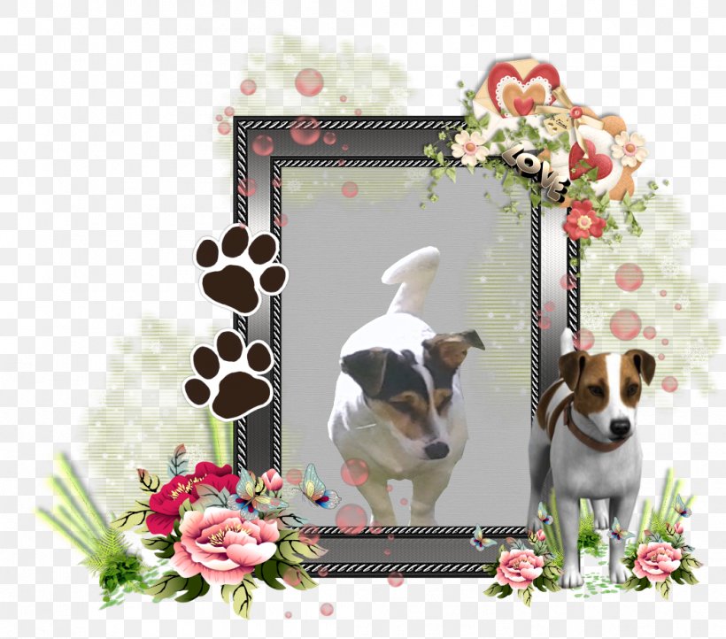 Dog Breed Jack Russell Terrier Puppy Picture Frames Companion Dog, PNG, 1046x922px, Dog Breed, Breed, Carnivoran, Companion Dog, Dog Download Free