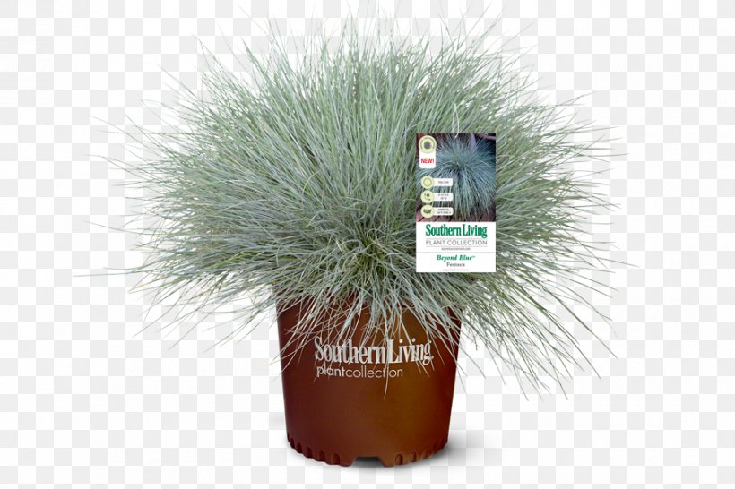 Festuca Glauca Flowerpot Hydrangea Plant Family, PNG, 900x600px, Festuca Glauca, Family, Fescues, Flowerpot, Grass Download Free