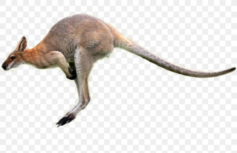 Kangaroo Cartoon, PNG, 873x563px, Kangaroo, Animal, Internet Meme, Macropodidae, Macropods Download Free