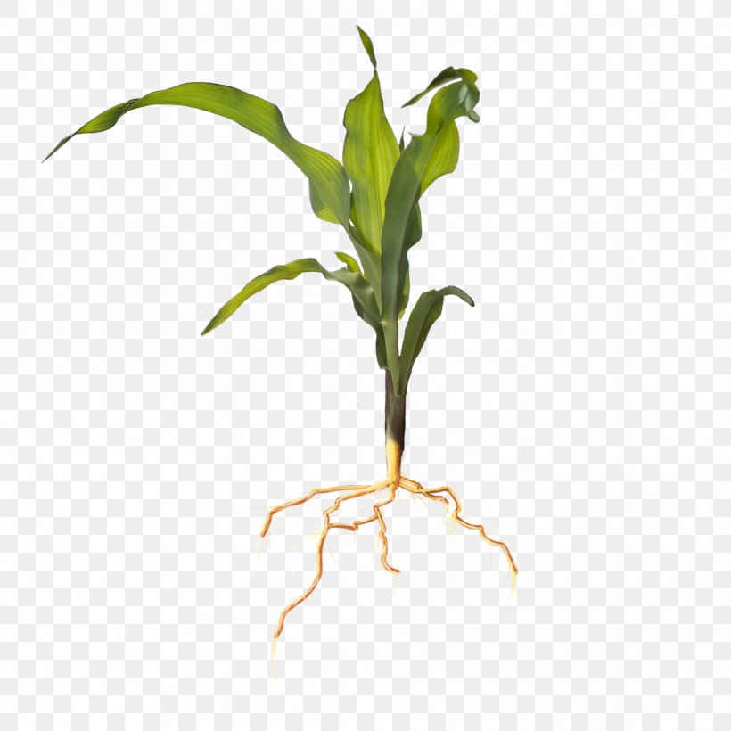 Leaf Root Seedling Soil Plant Stem, PNG, 1920x1920px, Leaf, Agriculture, Brochure, Commodity, Fertilisers Download Free