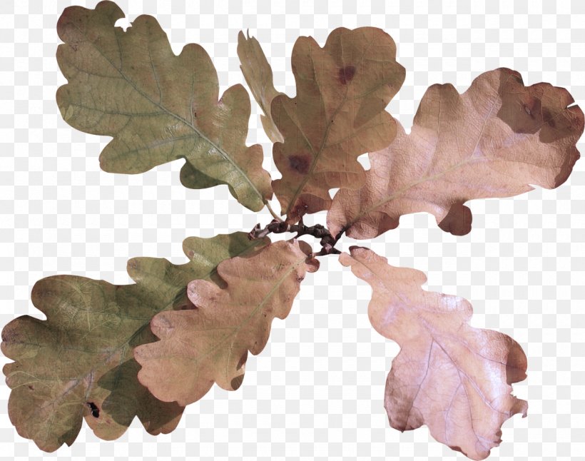 Plane, PNG, 1280x1009px, Leaf, Branch, Californian White Oak, Flower, Oak Download Free