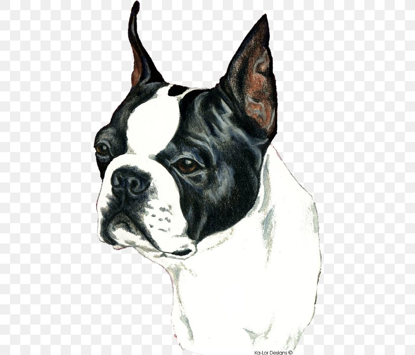 Boston Terrier Valley Bulldog Toy Bulldog Dog Breed English White Terrier, PNG, 450x700px, Boston Terrier, Breed, Bulldog, Carnivoran, Crossstitch Download Free