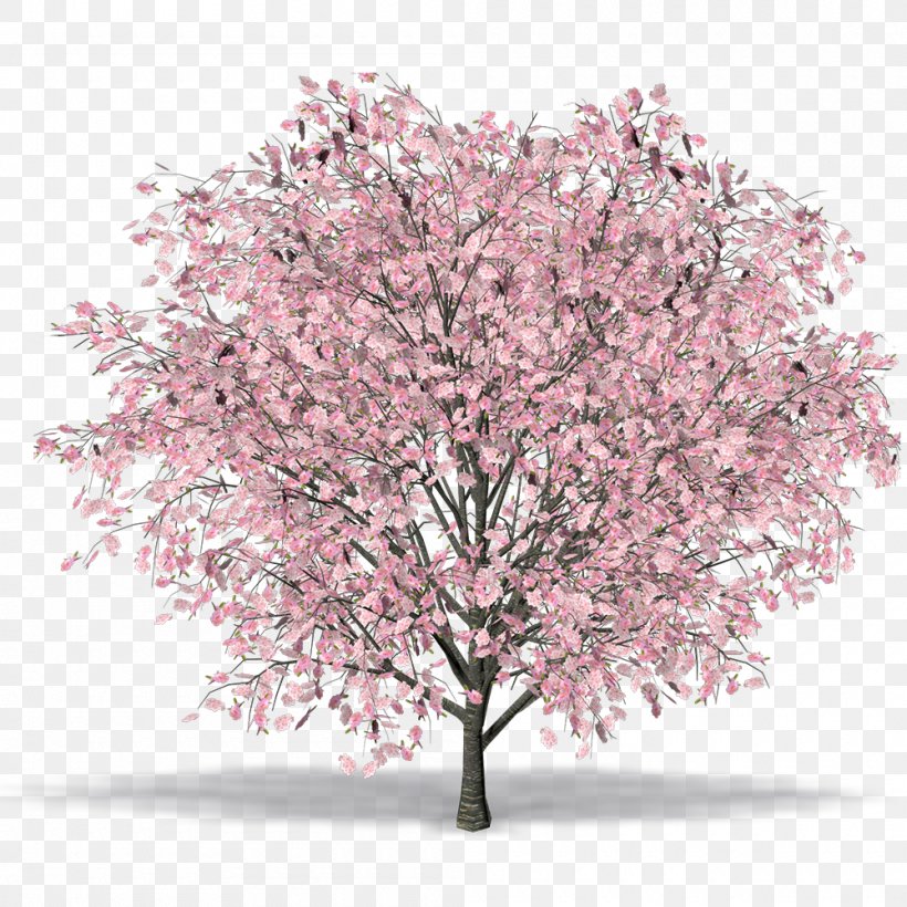 Cherry Blossom East Asian Cherry Tree Cerasus Prunus Serrula, PNG