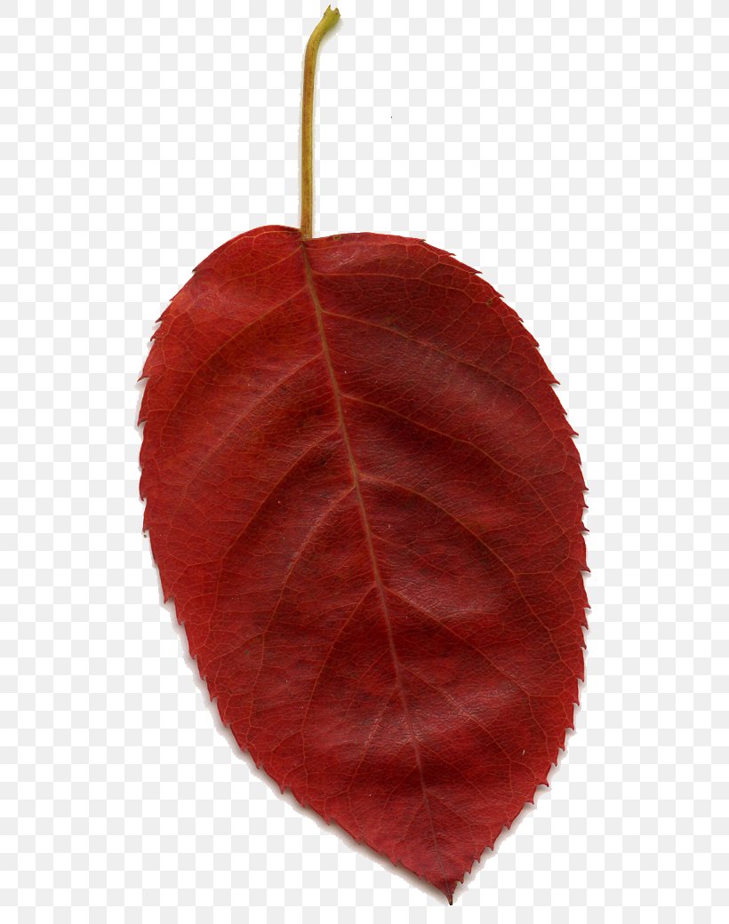 Leaf Red Clip Art, PNG, 555x1040px, Leaf, Autumn, Autumn Leaf Color, Color, Drawing Download Free
