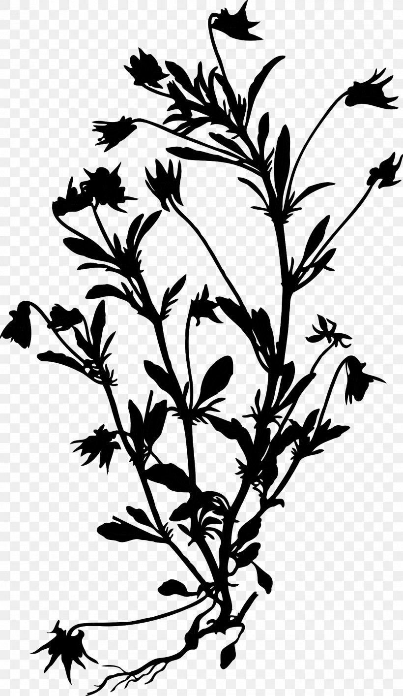 Twig Plant Stem Flowering Plant Leaf, PNG, 1391x2400px, Twig, Blackandwhite, Botany, Branch, Flower Download Free