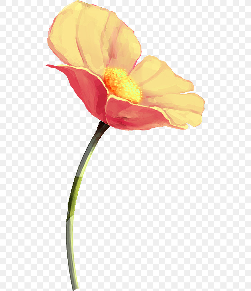 Orange, PNG, 521x948px, Drawing Flower, Closeup, Coquelicot, Cut Flowers, Floral Drawing Download Free