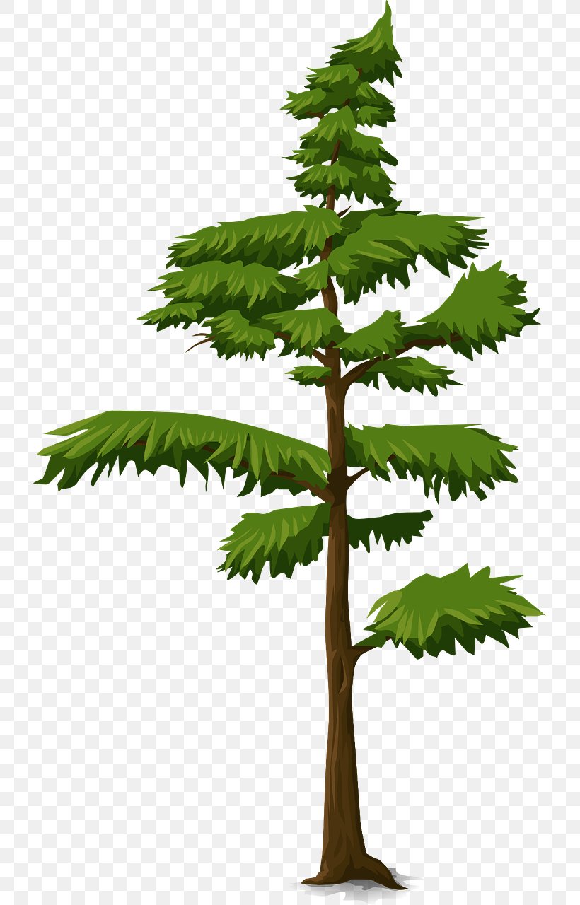 Tree Fir Trunk Branch, PNG, 725x1280px, 3d Computer Graphics, Tree, Branch, Conifer, Conifers Download Free