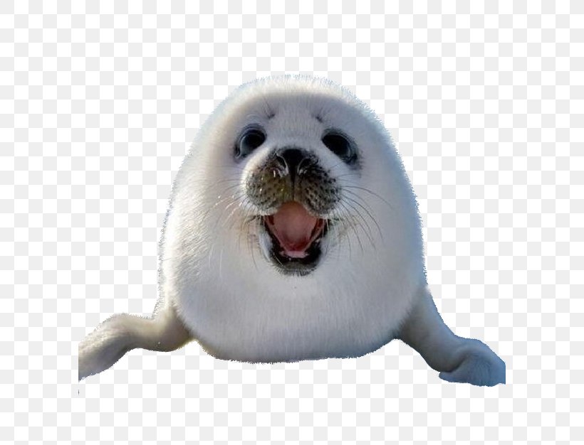 Earless Seal Sea Lion Harp Seal Arctic Dog, PNG, 600x626px, Earless Seal, Animal, Arctic, Bearded Seal, Child Download Free