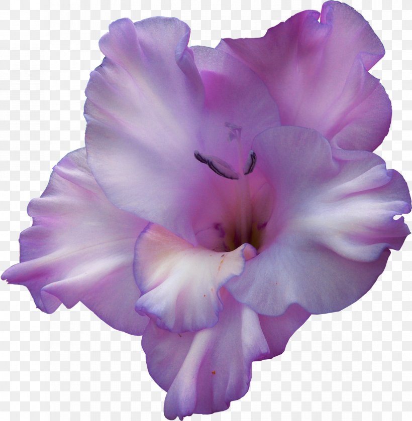 Flower Gladiolus Clip Art, PNG, 1172x1200px, Flower, Color, Flowering Plant, Gladiolus, Herbaceous Plant Download Free