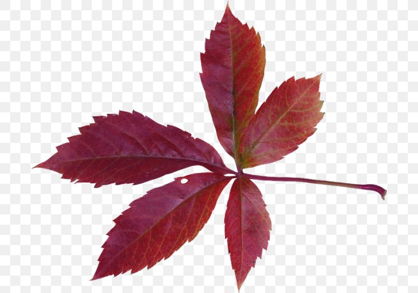 Maple Leaf Autumn Bladnerv, PNG, 699x574px, Maple Leaf, Autumn, Bladnerv, Branch, Cottonwood Download Free