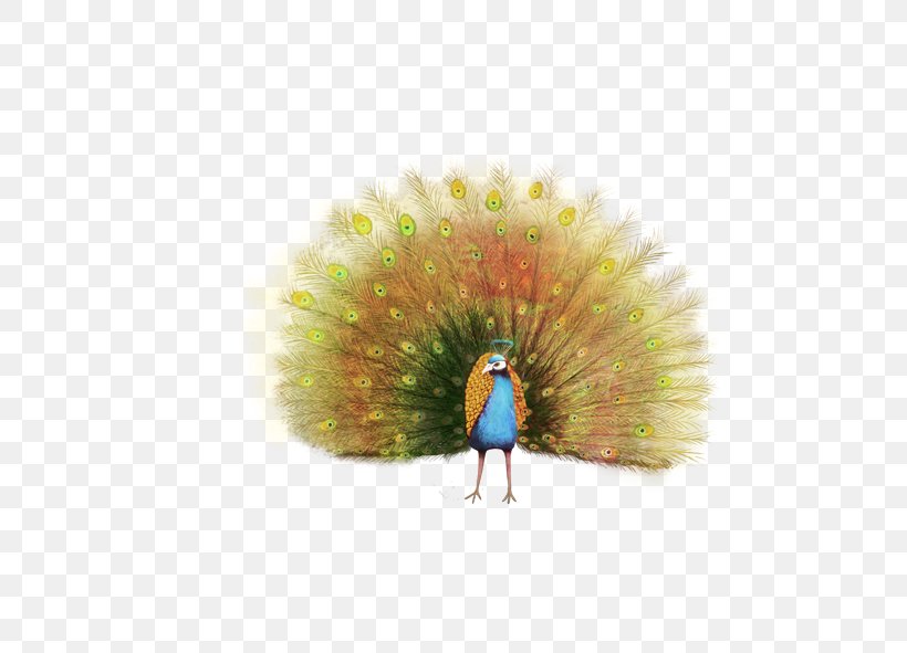 Peafowl Painting Feather, PNG, 591x591px, Peafowl, Animal, Beak, Bird, Drawing Download Free