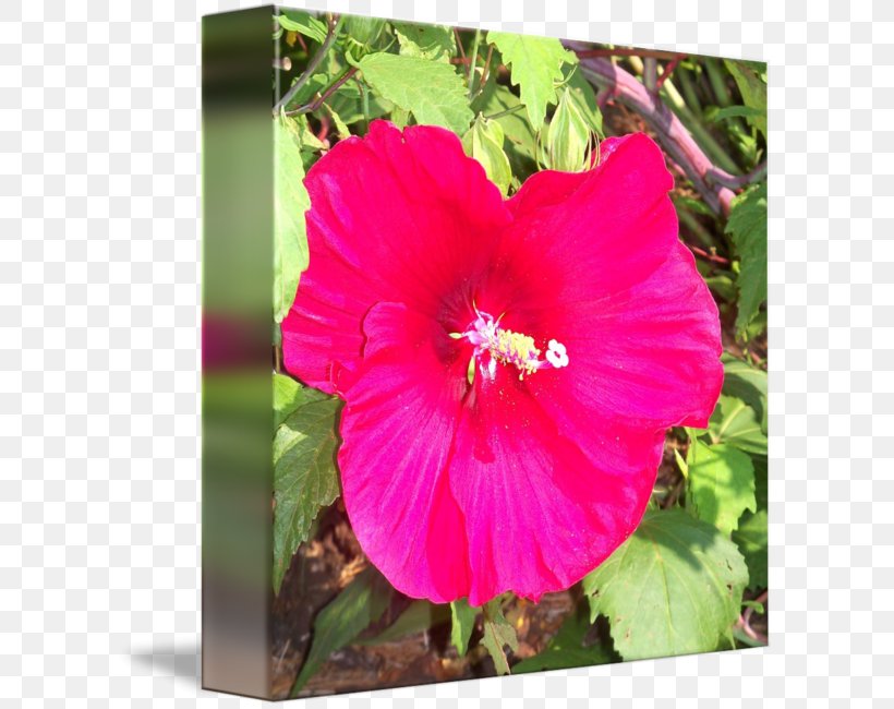 Shoeblackplant Hollyhocks Annual Plant Morning Glory Herbaceous Plant, PNG, 604x650px, Shoeblackplant, Annual Plant, China Rose, Chinese Hibiscus, Flower Download Free