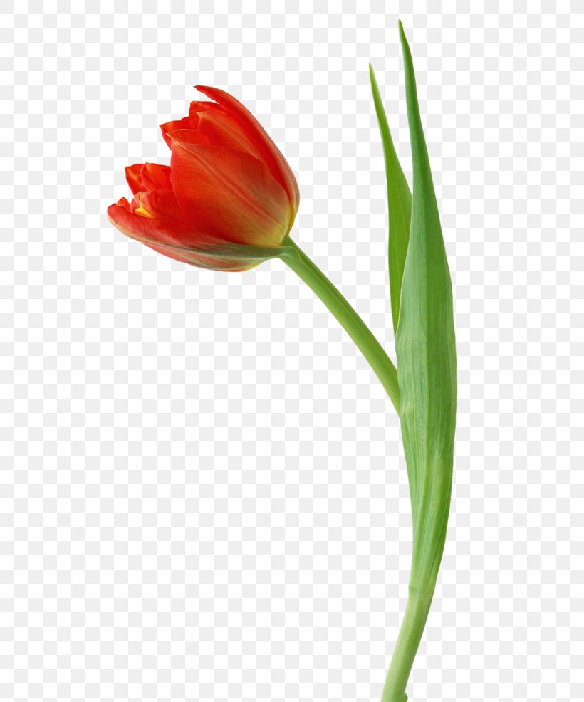 Tulip Flower Image Illustration, PNG, 740x986px, Tulip, Bud, Cut Flowers, Drawing, Flower Download Free