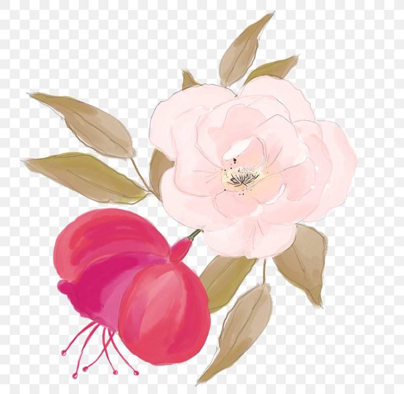 Centifolia Roses Watercolor Painting Flower Illustration, PNG, 800x800px, Centifolia Roses, Blossom, Branch, Cut Flowers, Drawing Download Free