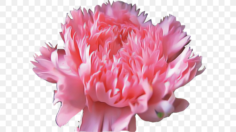 Flower Pink Petal Cut Flowers Plant, PNG, 611x460px, Flower, Carnation, Chinese Peony, Common Peony, Cut Flowers Download Free