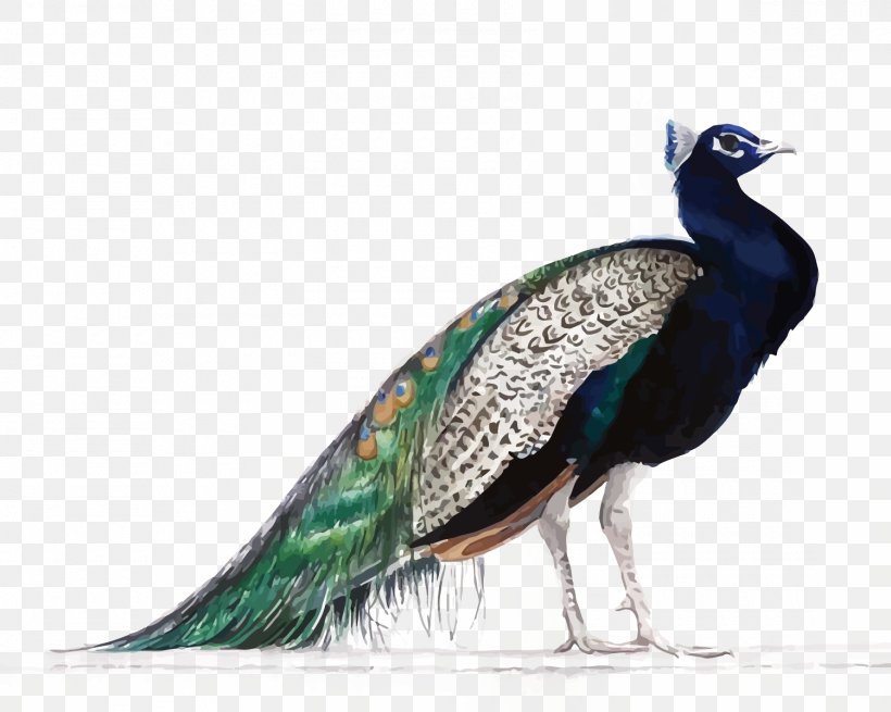 The Peafowl Of The World Bird Painting, PNG, 1500x1199px, Peafowl, Asiatic Peafowl, Beak, Bird, Deviantart Download Free