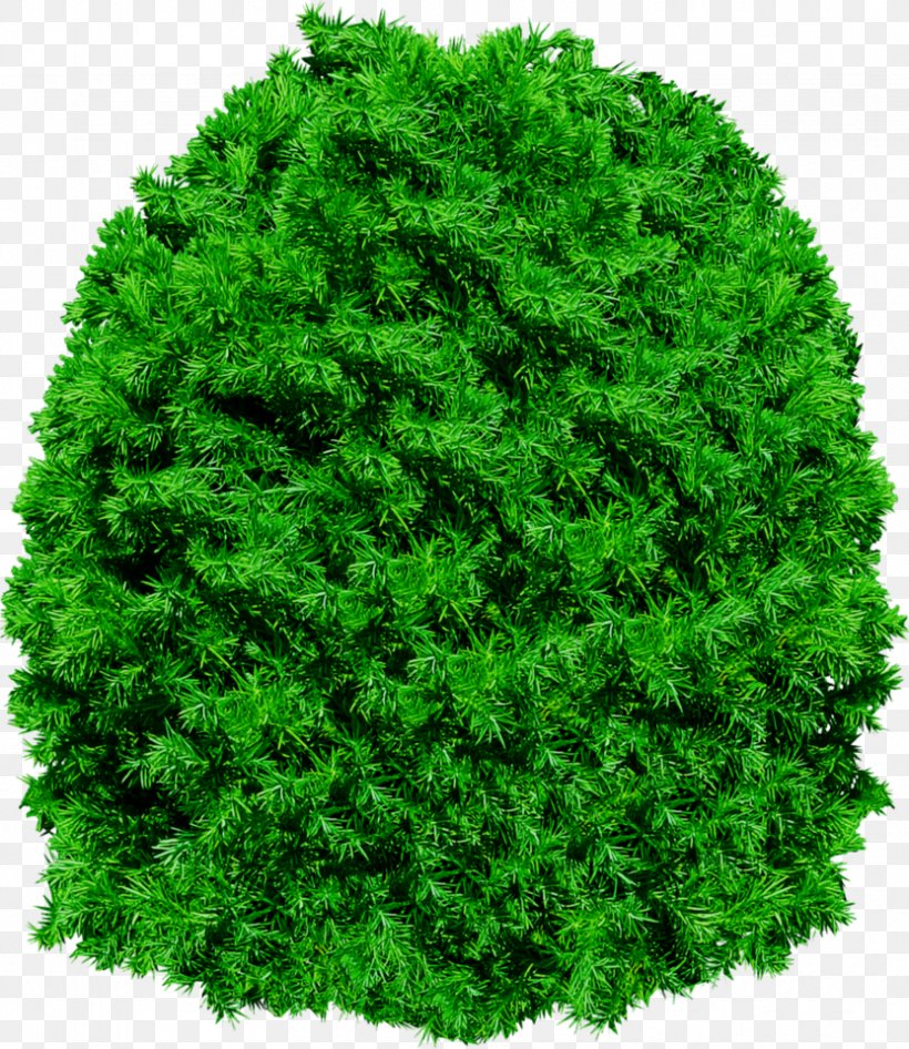 Tree, PNG, 832x960px, Tree, Biome, Computer Software, Conifer, Ecosystem Download Free