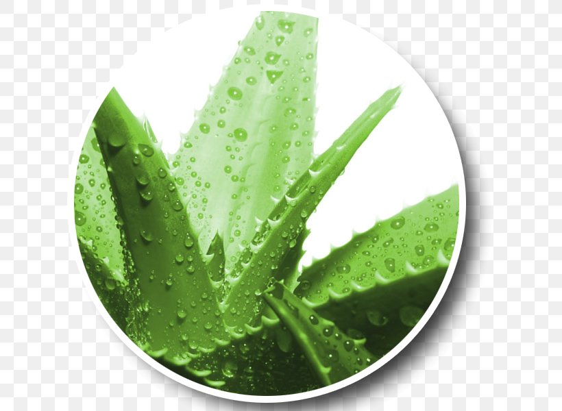 Aloe Vera Gel Skin Sunburn Swelling, PNG, 636x600px, Aloe Vera, Aloe, Cure, Erythema, Gel Download Free