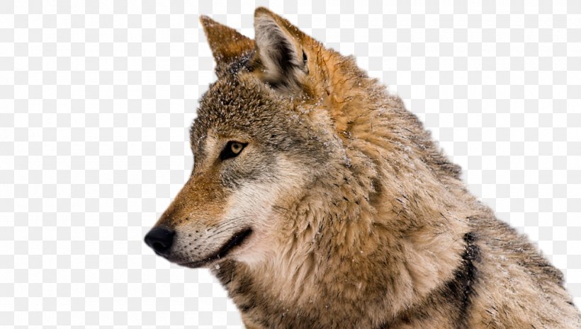 Clip Art Coyote Eurasian Wolf Stock Photography Arctic Wolf, PNG, 1000x568px, Coyote, Arctic Wolf, Black Wolf, Carnivoran, Czechoslovakian Wolfdog Download Free