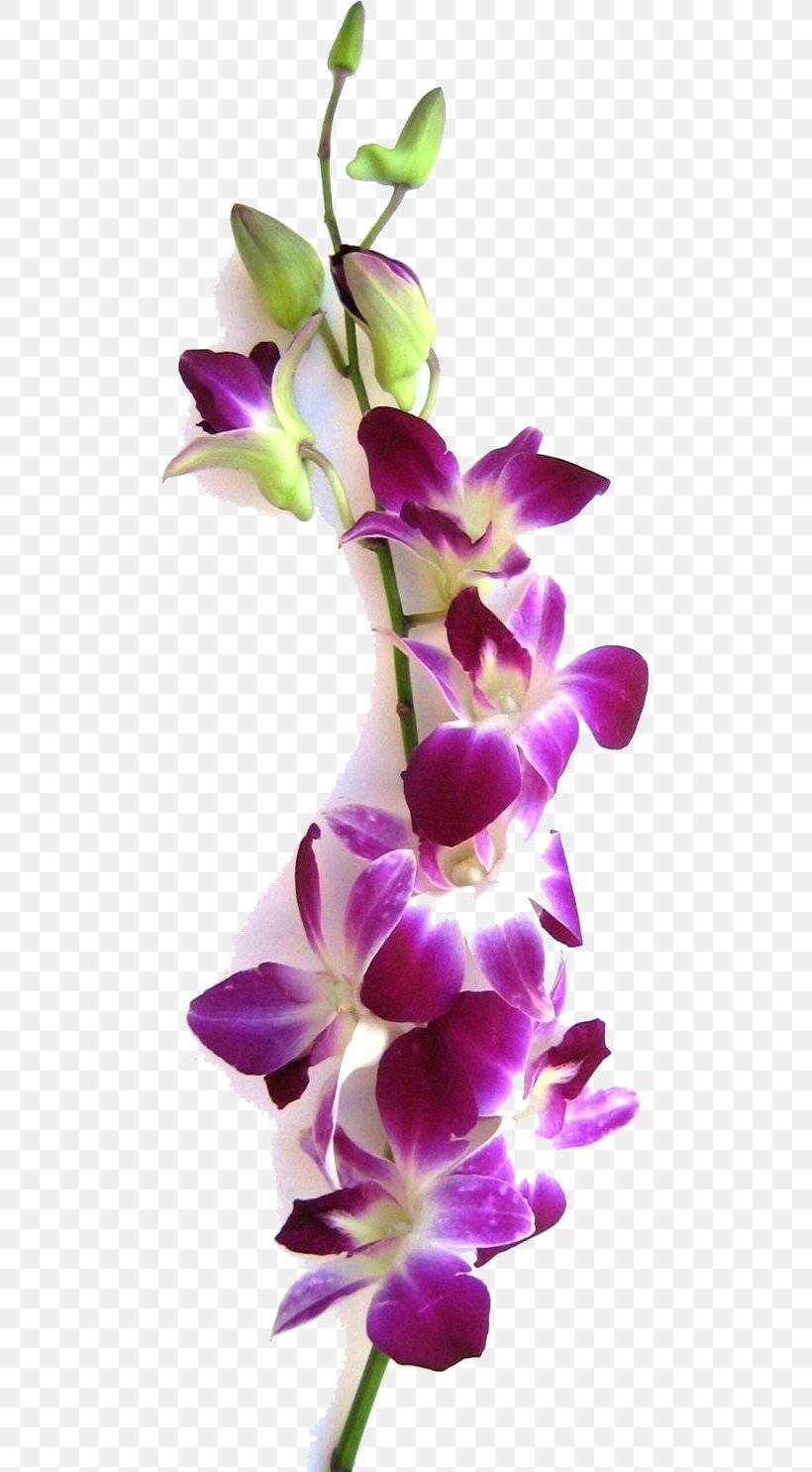 blue orchid plant png