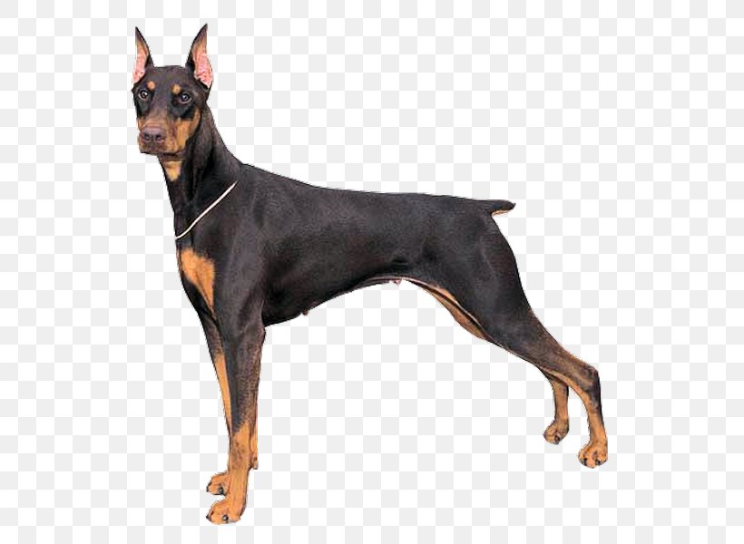 Dobermann Blood Burger Parade German Pinscher Great Pyrenees Great Dane, PNG, 565x600px, Dobermann, Ancient Dog Breeds, Black And Tan Terrier, Breed, Breed Registry Download Free