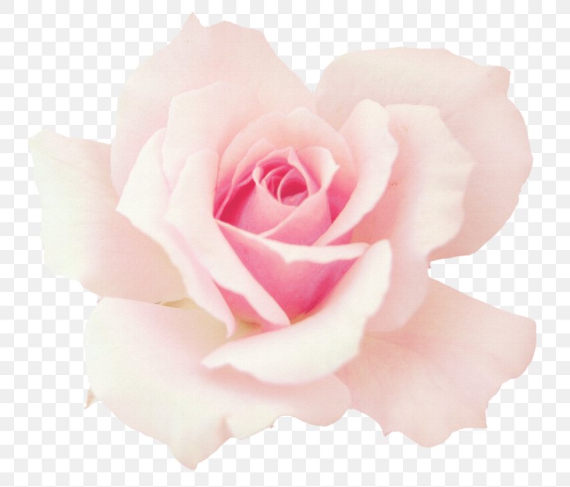 Rose Pink Flowers Desktop Wallpaper Image, PNG, 800x701px, Rose, Blue, Close Up, Cut Flowers, Floribunda Download Free