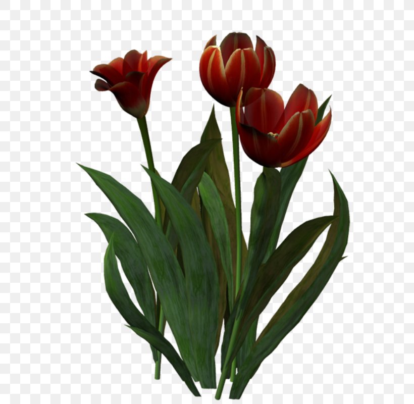 Tulip Cut Flowers Floristry Clip Art, PNG, 637x800px, Tulip, Blog, Cut Flowers, Decoupage, Email Download Free