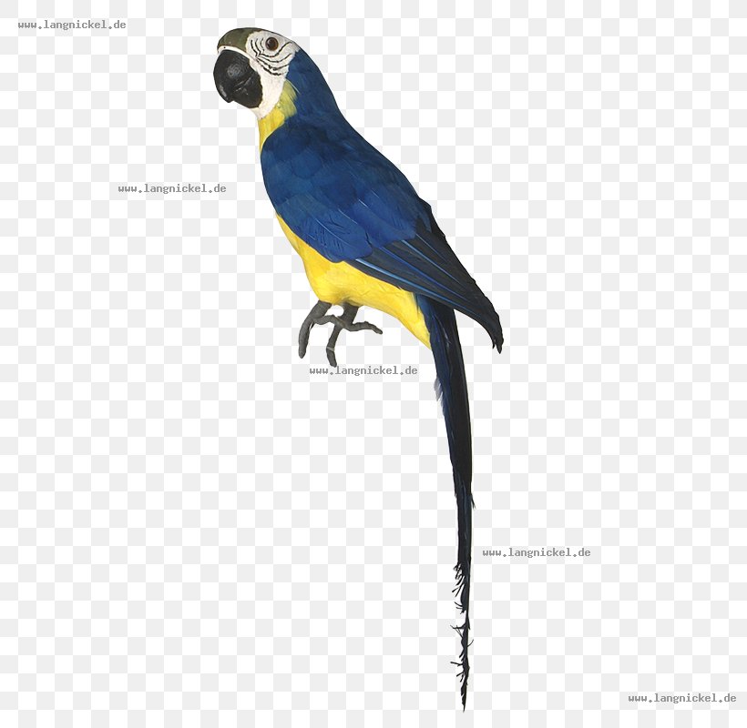 Macaw Parakeet Feather Beak Wing, PNG, 800x800px, Macaw, Beak, Bird, Common Pet Parakeet, Fauna Download Free