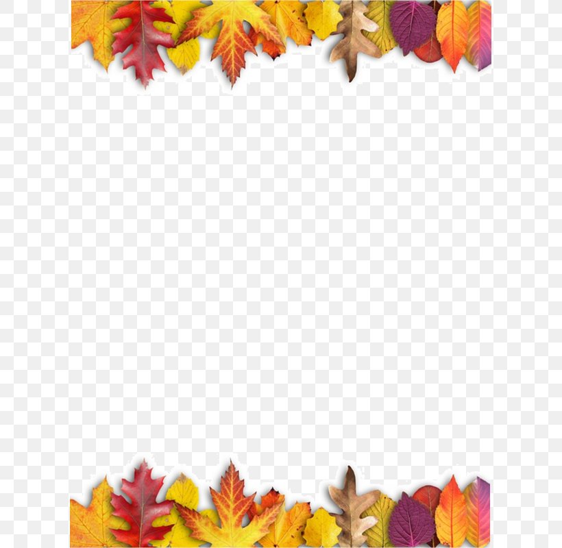 Ojo Travieso Maple Leaf Autumn Leaves, PNG, 800x800px, Leaf, Autumn, Autumn Leaves, Color, Cut Flowers Download Free