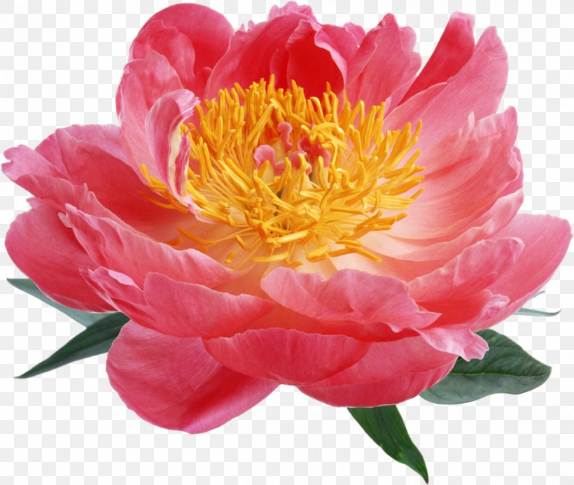 Peony Desktop Wallpaper Pink Flowers Clip Art, PNG, 1200x1015px, Peony, Annual Plant, Flower, Flowering Plant, Hanakotoba Download Free