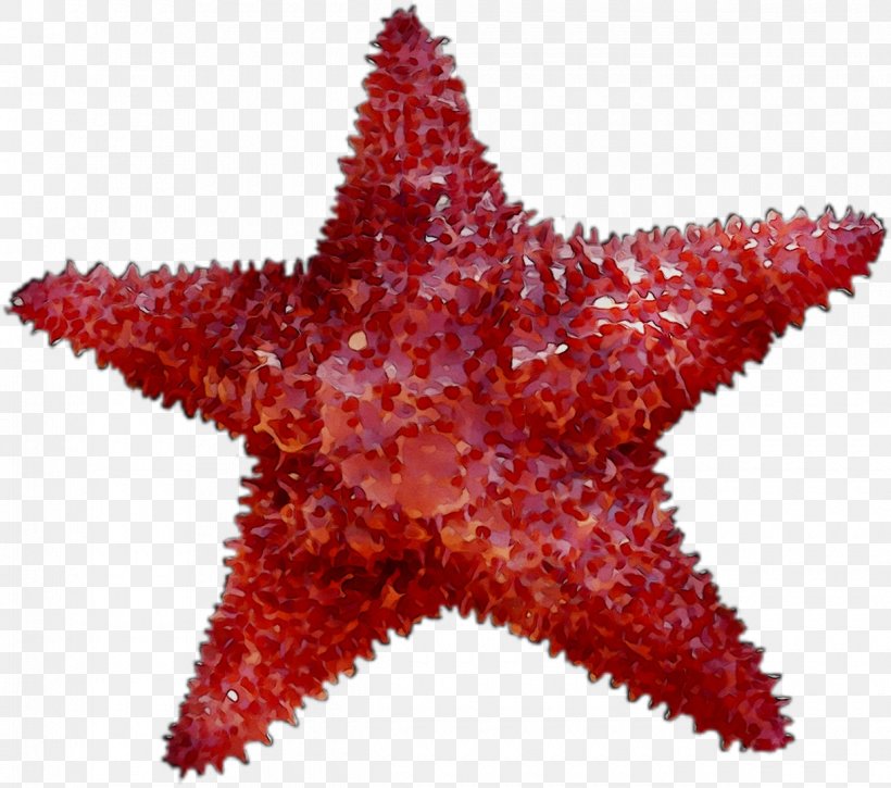 Starfish Clip Art Image Desktop Wallpaper, PNG, 1220x1080px, Starfish, Echinoderm, Invertebrate, Marine Invertebrates, Organism Download Free