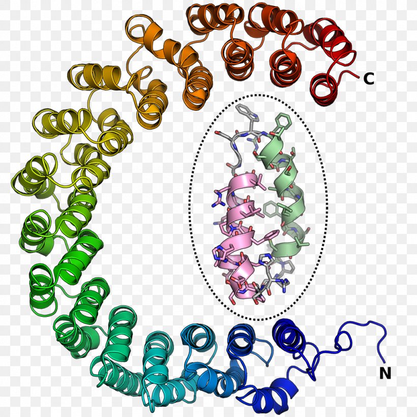 Alpha Solenoid HEAT Repeat Structural Motif Solenoid Protein Domain, PNG, 1024x1024px, Structural Motif, Alpha Helix, Helixturnhelix, Leucinerich Repeat, Protein Download Free