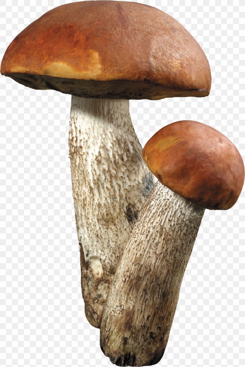 Aspen Mushroom Brown Cap Boletus Fungus, PNG, 2367x3543px, Mushroom, Aspen Mushroom, Bolete, Brown Cap Boletus, Edible Mushroom Download Free