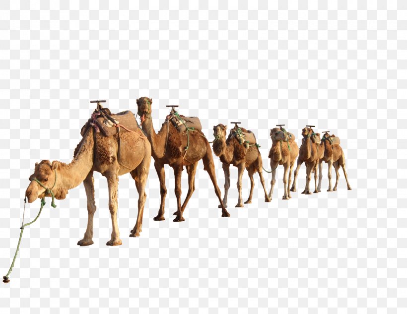 Bactrian Camel Dromedary Clip Art, PNG, 1600x1236px, Bactrian Camel, Arabian Camel, Camel, Camel Like Mammal, Dromedary Download Free