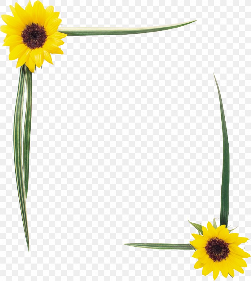 Common Sunflower Picture Frames Homo Sapiens Clip Art, PNG, 965x1080px, Common Sunflower, Daisy, Daisy Family, Drawing, Flower Download Free