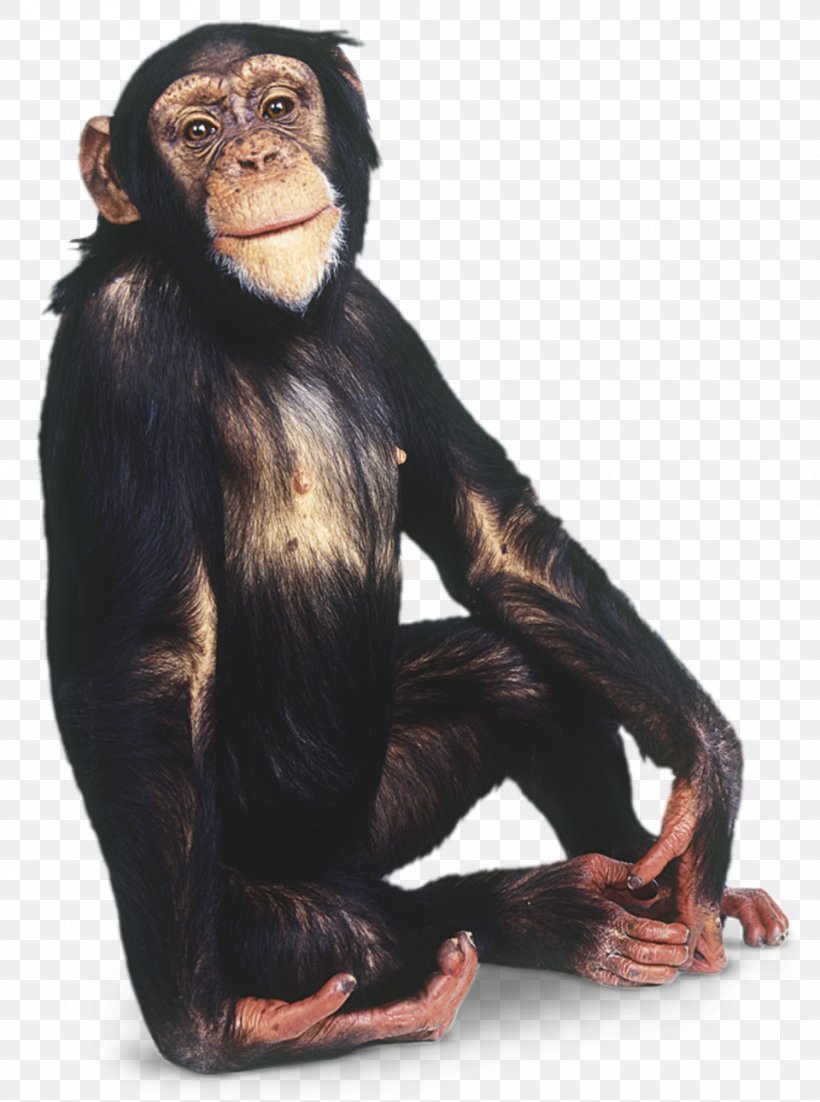 Gorilla Common Chimpanzee Primate Orangutan Gibbon, PNG, 960x1291px, Gorilla, Ape, Bonobo, Chimpanzee, Common Chimpanzee Download Free