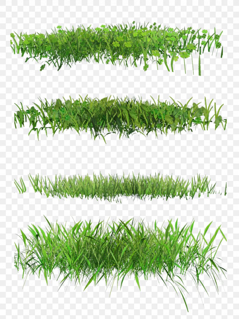 Lawn Desktop Wallpaper, PNG, 900x1200px, Lawn, Aquarium Decor, Flower, Grass, Grass Family Download Free