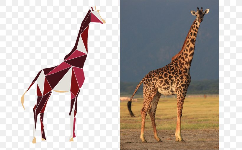 Masai Giraffe What Is A Giraffe? Okapi Reticulated Giraffe Serengeti National Park, PNG, 750x507px, Masai Giraffe, Bag, Fur, Giraffe, Giraffidae Download Free