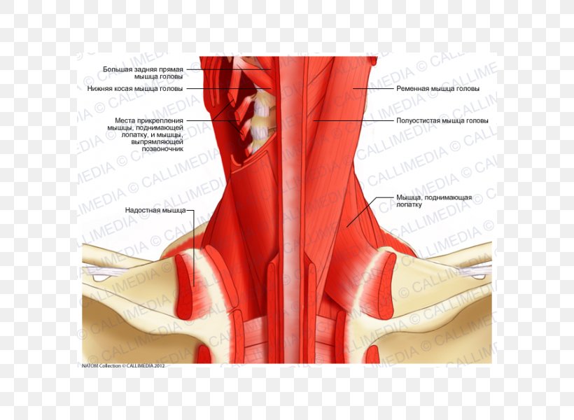 Posterior Triangle Of The Neck Head And Neck Anatomy Human Body Muscle, PNG, 600x600px, Watercolor, Cartoon, Flower, Frame, Heart Download Free