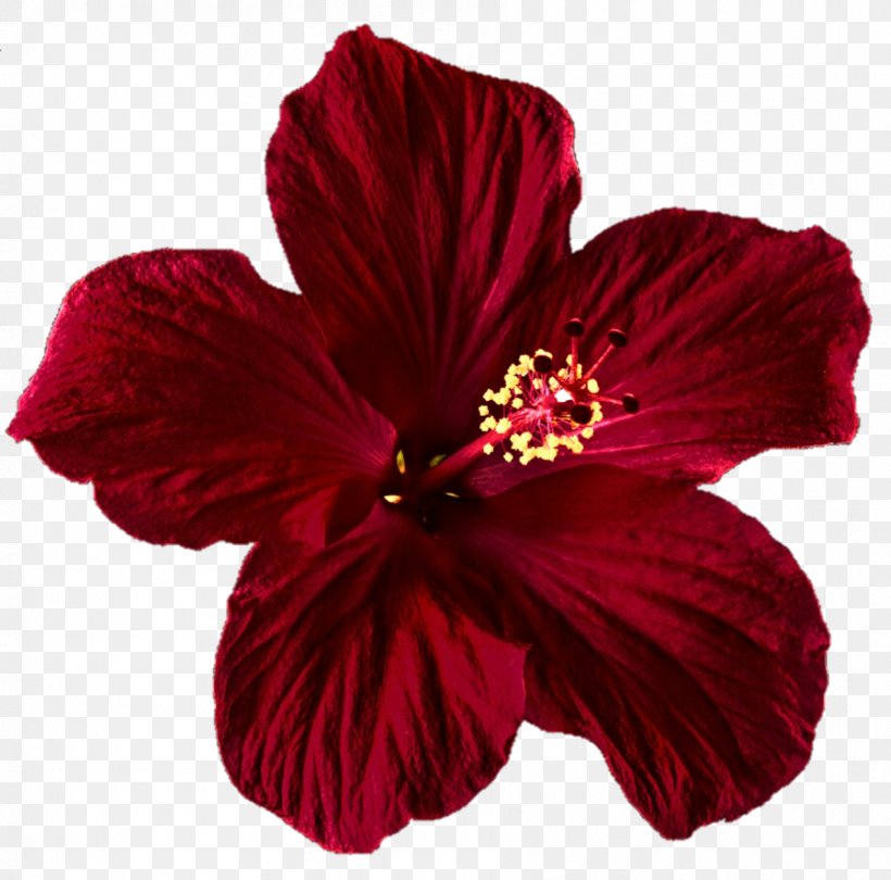 Shoeblackplant Flower Red Rose, PNG, 899x889px, Shoeblackplant, Blue Rose, China Rose, Chinese Hibiscus, Flower Download Free