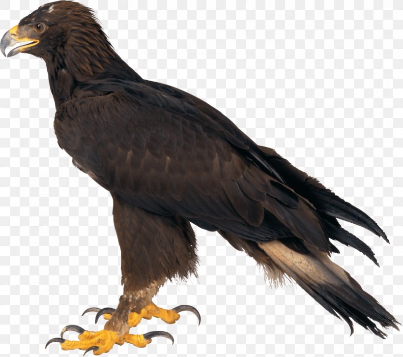 Bald Eagle, PNG, 850x753px, Bald Eagle, Accipitriformes, Beak, Bird, Bird Of Prey Download Free