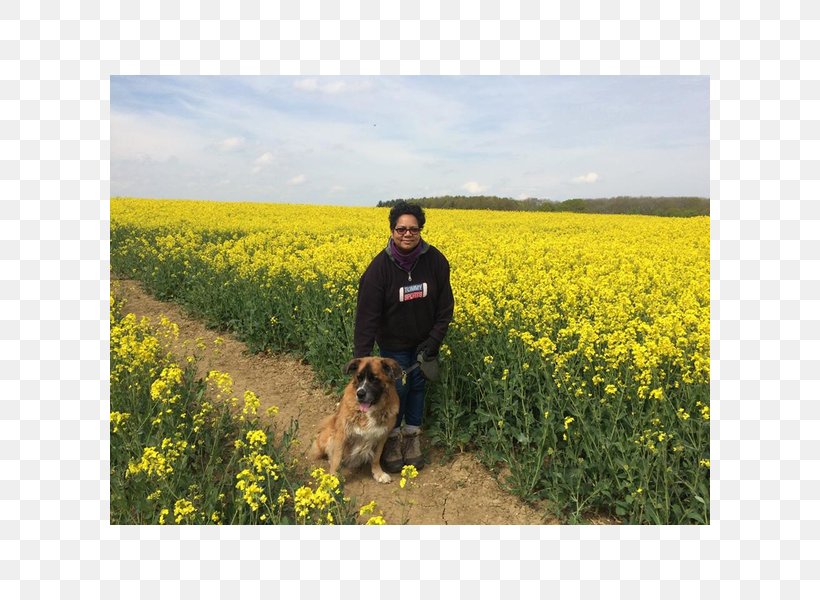 Canola Rapeseed Crop Wildflower Lawn, PNG, 600x600px, Canola, Agriculture, Brassica, Crop, Field Download Free