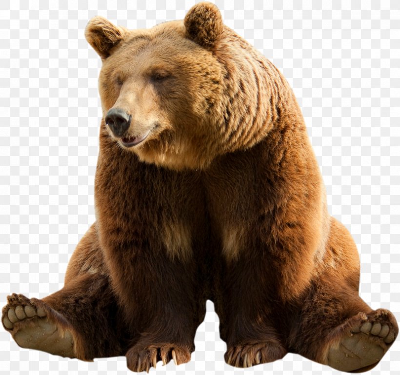 Polar Bear Clip Art Transparency, PNG, 830x779px, Bear, Alaska Peninsula Brown Bear, Brown Bear, Carnivoran, Fur Download Free